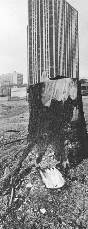 un albero di cemento